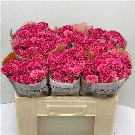 <h4>R Tr Lianne</h4>