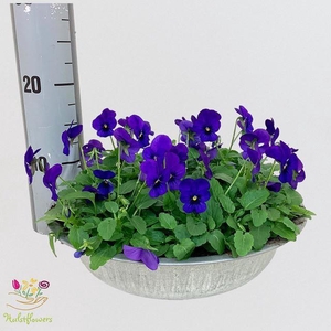 VIO CO SOR XP TR BLU