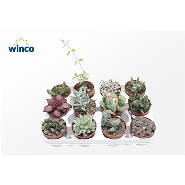 <h4>Succulenten Mix (exclusive)</h4>