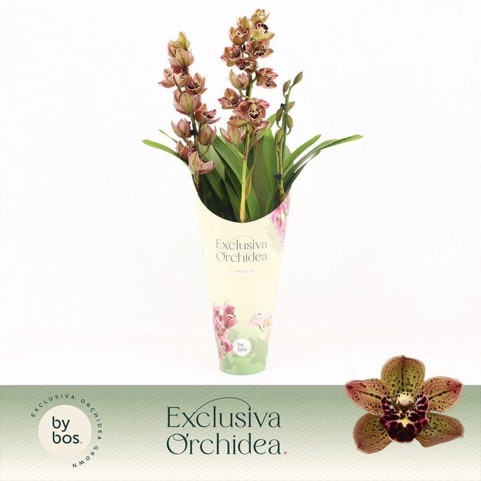 <h4>Cymbidium  'Magic Vogel'</h4>