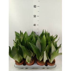 Sansevieria trifa. 'Moonshine'