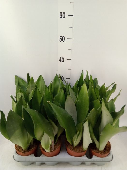 <h4>Sansevieria trifa. 'Moonshine'</h4>