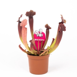 Sarracenia   ...