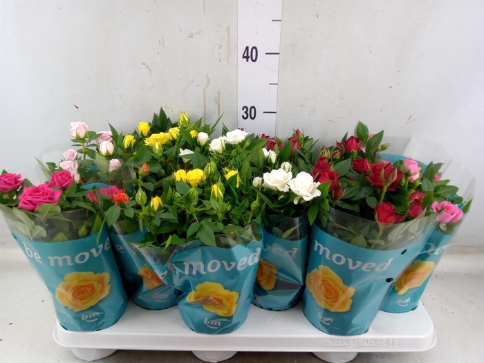 <h4>Rosa  'Beau Monde'   ...mix</h4>