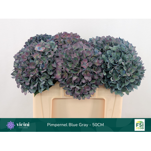 Pimpernel Blue Gray - 50CM