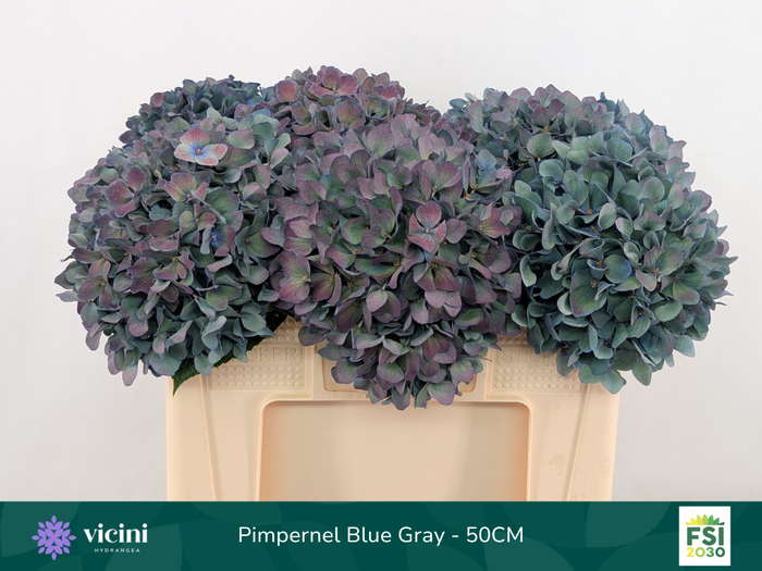 <h4>Pimpernel Blue Gray - 50CM</h4>
