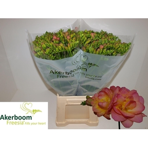 FREESIA DUB ROMANTIC PEACH 18 GR.