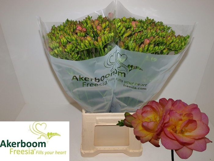 <h4>FREESIA DUB ROMANTIC PEACH 18 GR.</h4>
