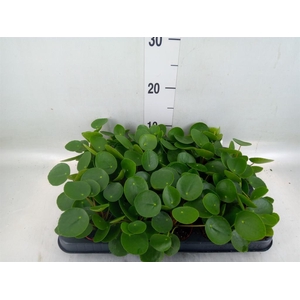 Pilea peperomioides