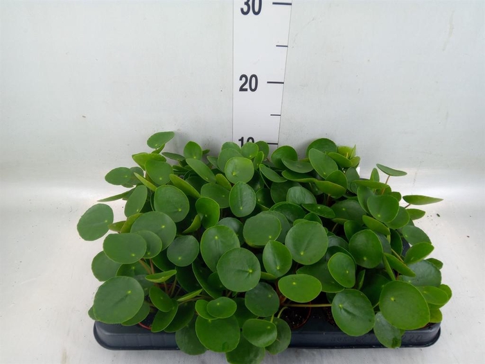 <h4>Pilea peperomioides</h4>