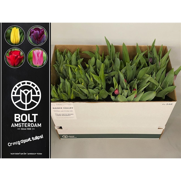 <h4>"DANCE VALLEY" Box - Tulips with bulbs - Large bouquet - 10 Tulips - Single Flowered Variaties in season</h4>