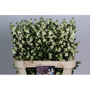 Sympho Lemon Lime Bluebird