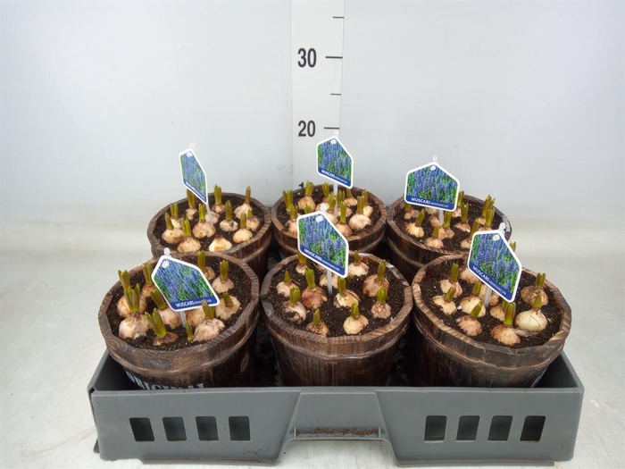 <h4>Arr.  Muscari L%</h4>