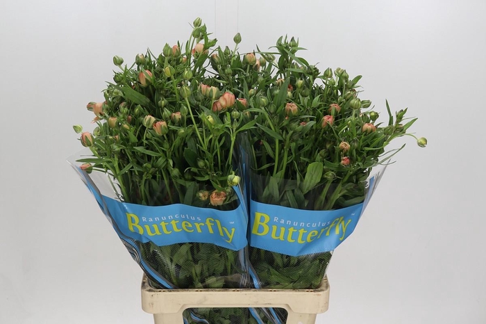Ranunculus Butterfly Eris