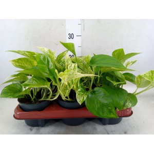 Epipremnum pinn. 'Marble Queen'