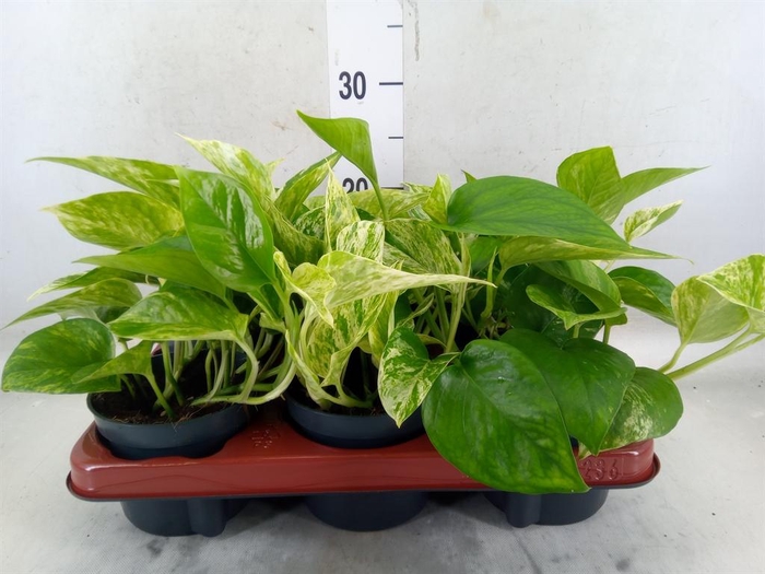 <h4>Epipremnum pinn. 'Marble Queen'</h4>