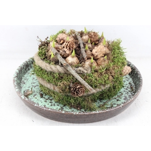 arr4 Muscari MB - Luxe schotel mosbol x2