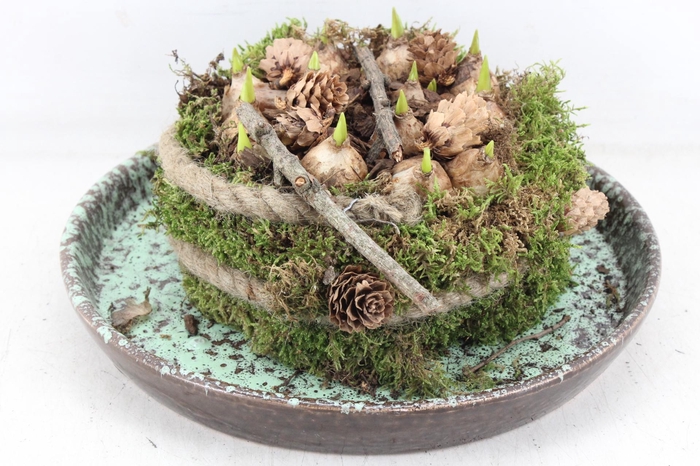 <h4>arr4 Muscari MB - Luxe schotel mosbol x2</h4>