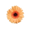 GERBERA ALLIANCE > 10 CM DIAM > 050 CM LARANJA