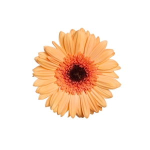 GERBERA ALLIANCE > 10 CM DIAM < 050 CM LARANJA