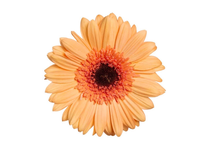 GERBERA ALLIANCE > 10 CM DIAM > 050 CM LARANJA