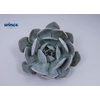 Echeveria Grey Prince Cutflower Wincx-5cm