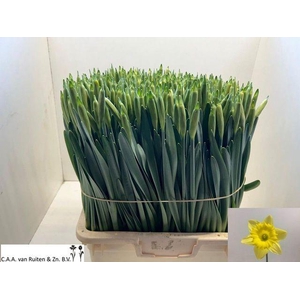 DUTCH MASTER VAST BLAD