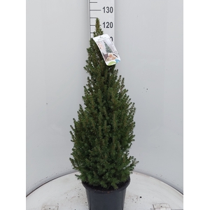 PICEA GL DECEMBER