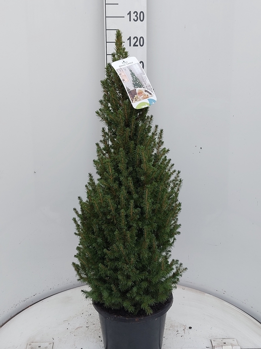 <h4>PICEA GL DECEMBER</h4>