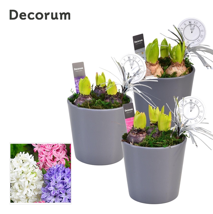 <h4>ARR HYACINTH</h4>