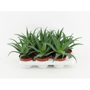 Aloe Arborescens P10.5