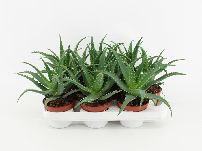 <h4>Aloe Arborescens</h4>