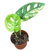 Monstera Adansonii Aurea