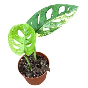 Monstera Adansonii Aurea