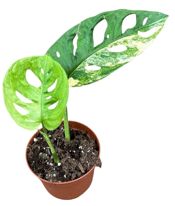 Monstera Adansonii Aurea