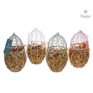 Ei gaas 4 kleuren Pasen met Narcissus