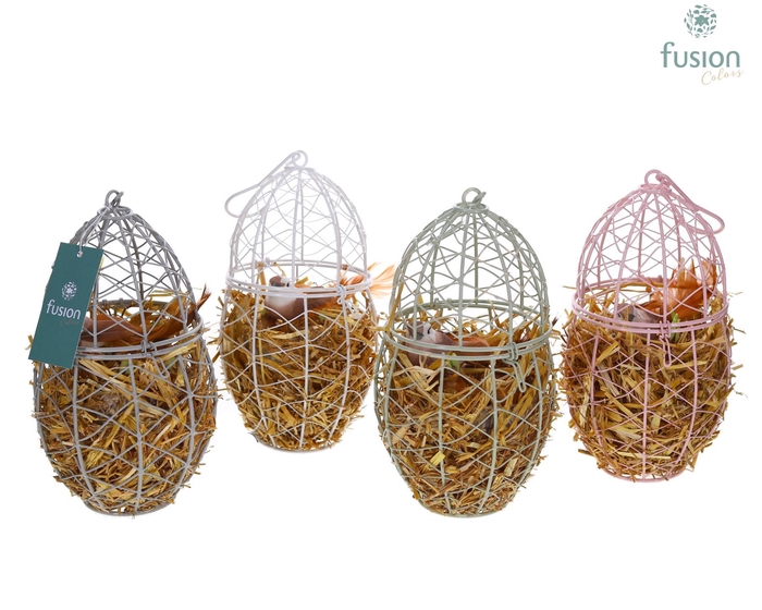 <h4>Gaas ei Pasen met Narcissus</h4>