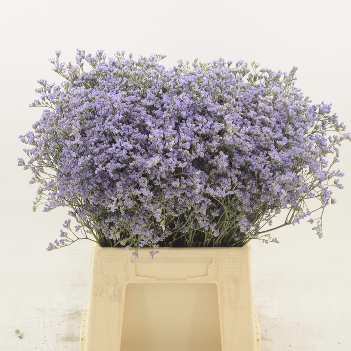 Limonium Utah Blue
