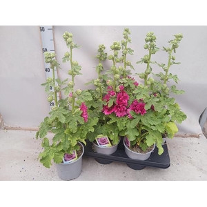 ALCE ROSEA