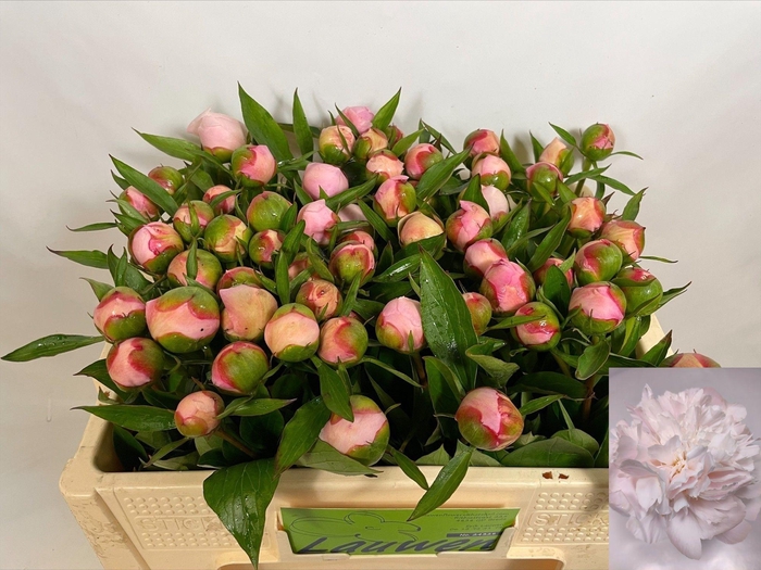 <h4>PAEO L ALERTIE</h4>