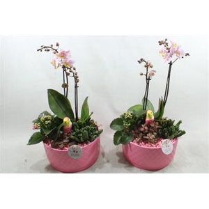 Ph004 Stella Pink Gloss