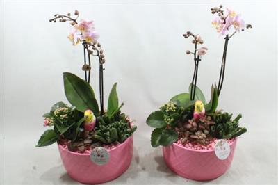 <h4>Ph004 Stella Pink Gloss</h4>