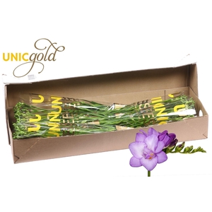 UG Barendse - Biscaya 5x20 in box