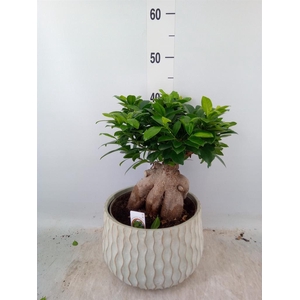 Ficus microcarpa 'Ginseng'