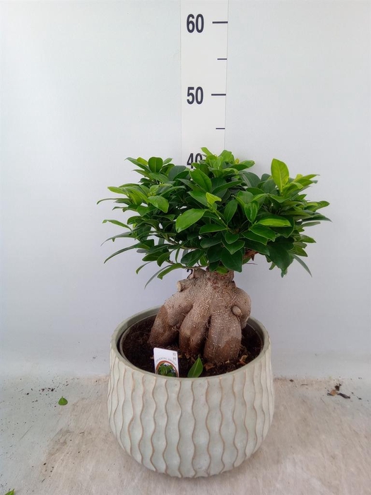 <h4>Ficus microcarpa 'Ginseng'</h4>