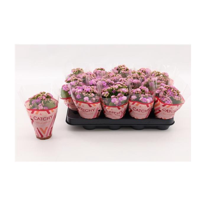 <h4>Kalanchoe Double Pink</h4>