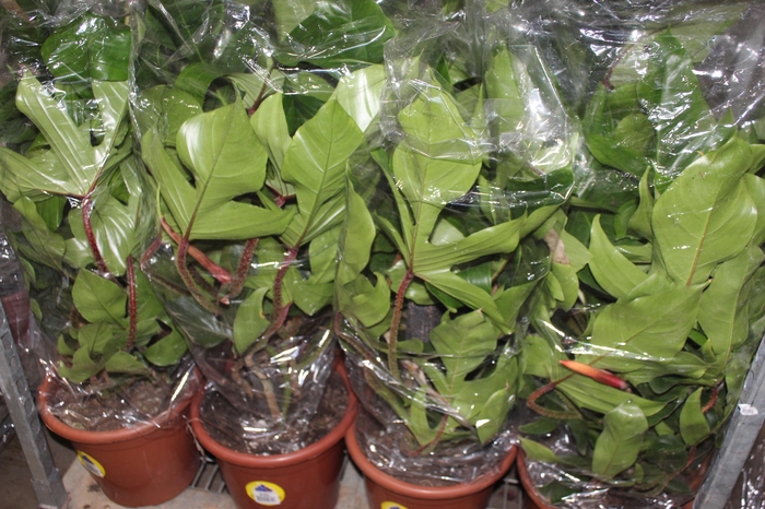 <h4>PHILODENDRON SQUAMIFERUM P30</h4>