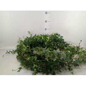 Hedera helix 'Shamrock'