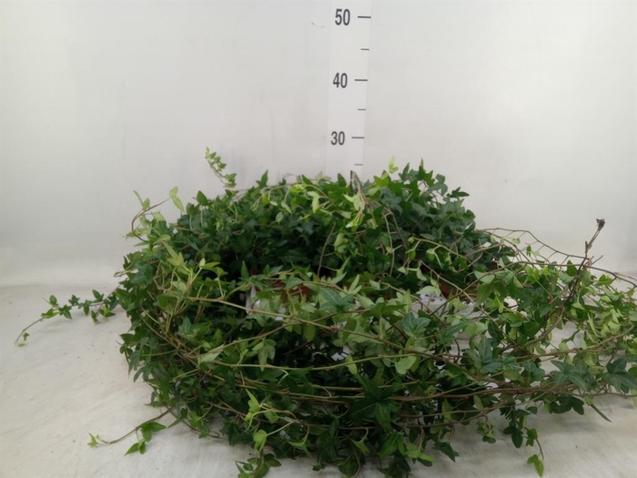 <h4>Hedera helix 'Shamrock'</h4>