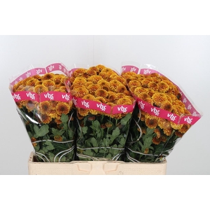 Chr San Aaa Doria Or